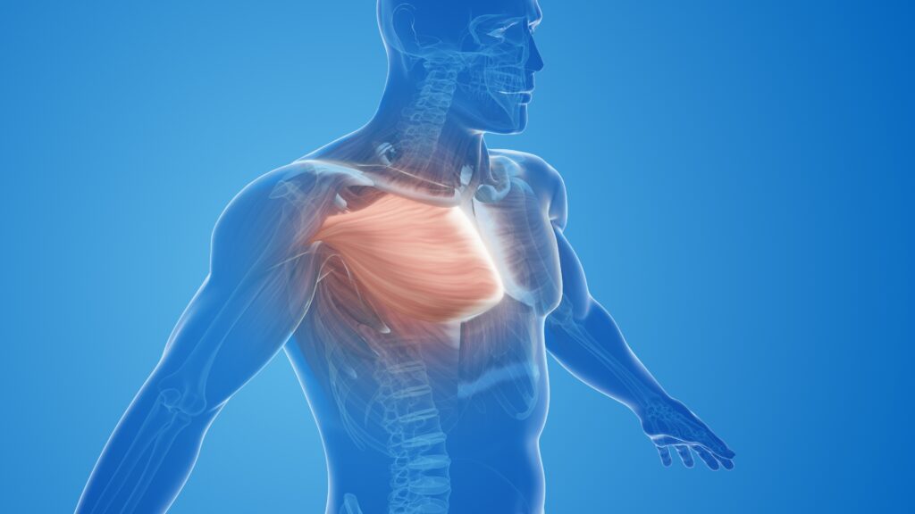 What is the difference between the pain from muscles in chest and heart-related illnesses?