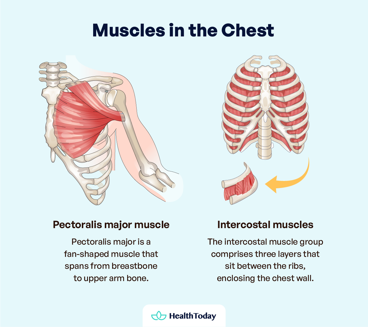 Muscle Aches in Chest Is It Heart Pain or Muscle Pain 01